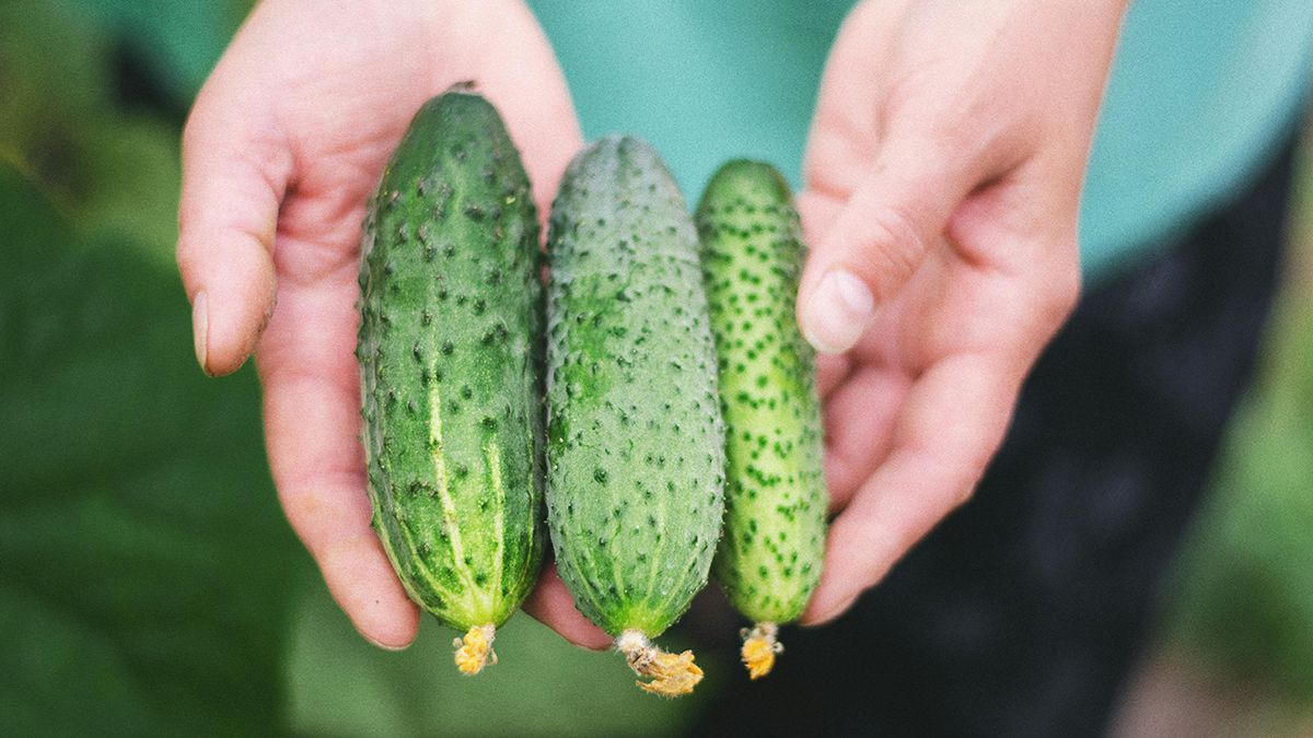 Найкраще підживлення для огірків Найкраще підживлення для огірків