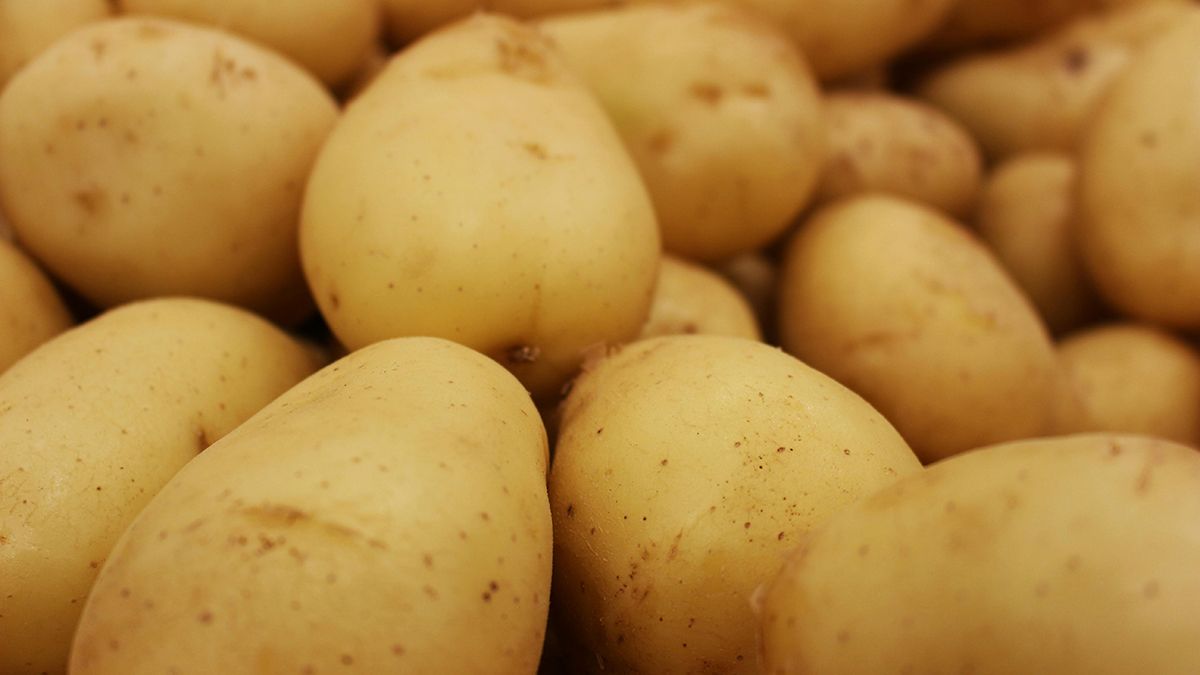 Картоплю потрібно обов'язково підливати Картоплю потрібно обов'язково підливати