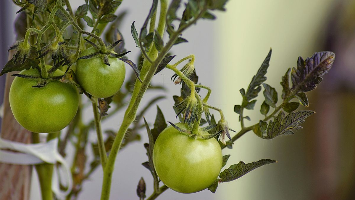 Найкраща підгодівля для помідорів Найкраща підгодівля для помідорів