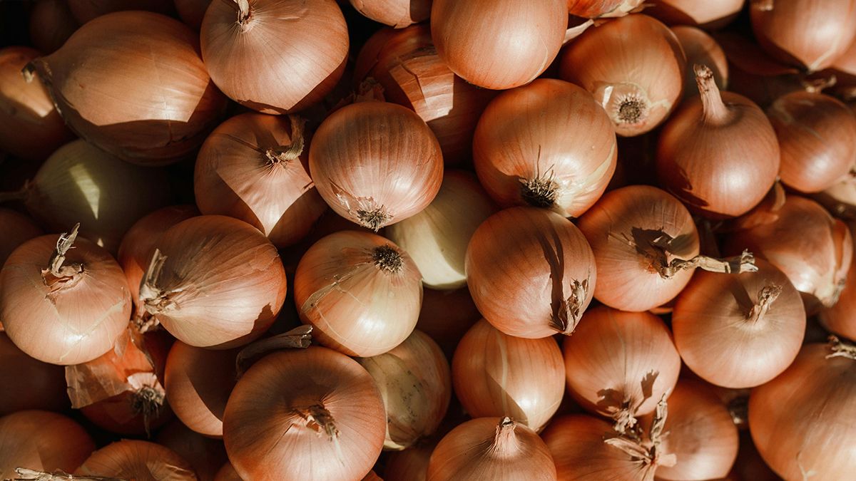 Лук можно избавить от гниения Лук можно избавить от гниения