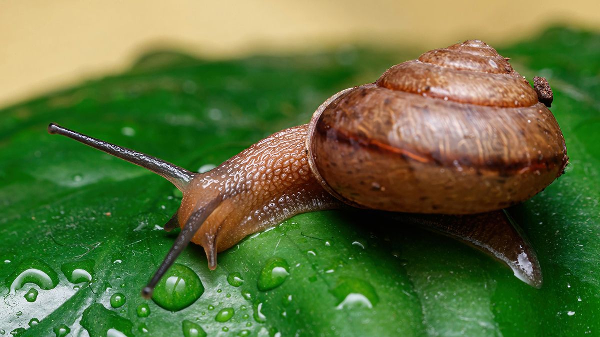 Слимаків з ділянки легко позбутися Слимаків з ділянки легко позбутися