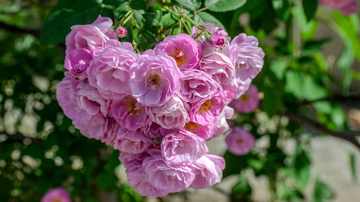 Троянди після добрив почнуть швидше рости Троянди після добрив почнуть швидше рости