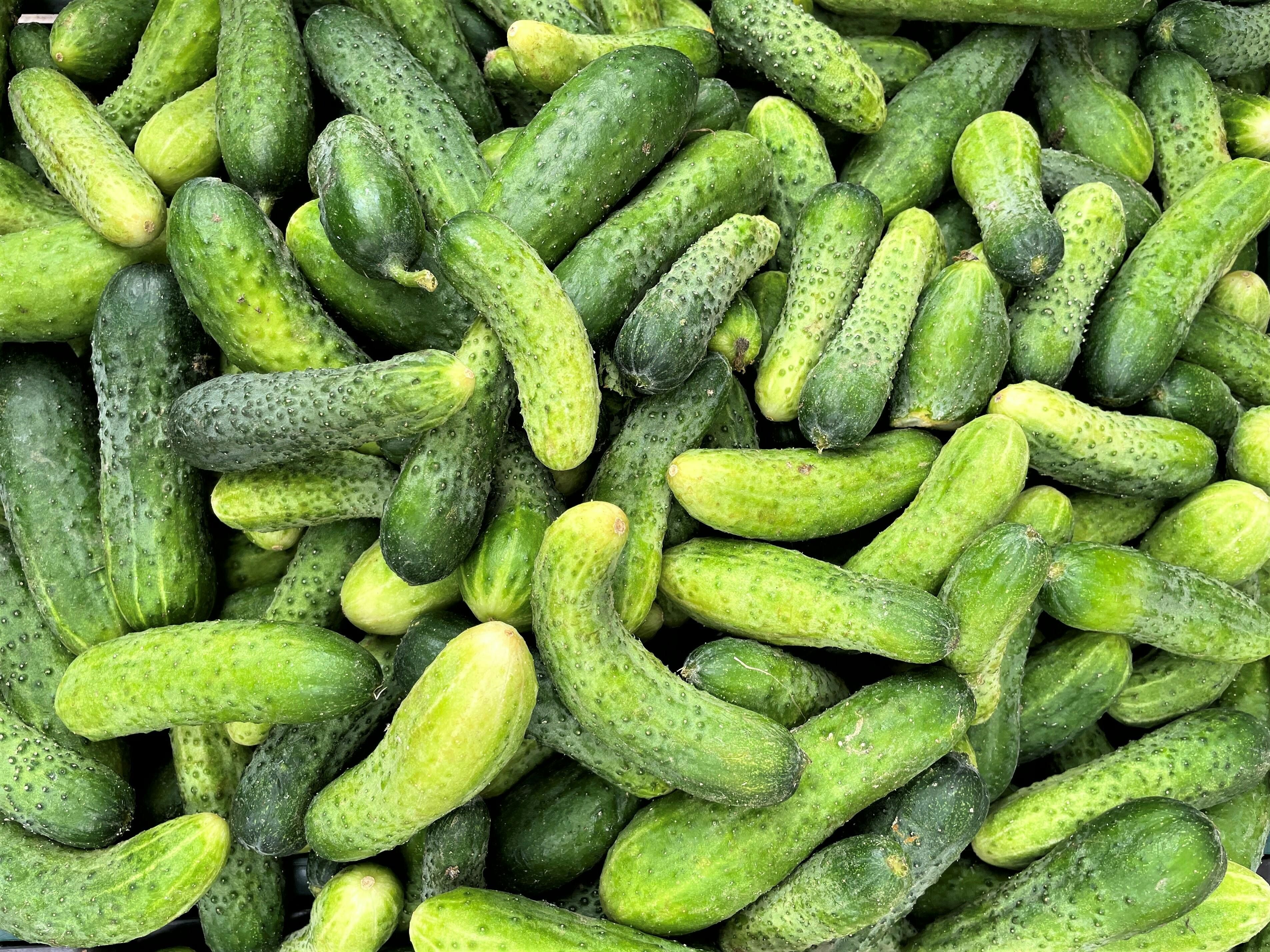 Огірки можна садити не повсюди Огірки можна садити не повсюди