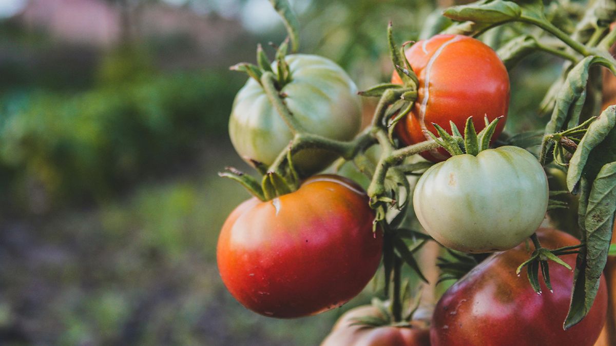Названо средство против болезней помидоров Названо средство против болезней помидоров