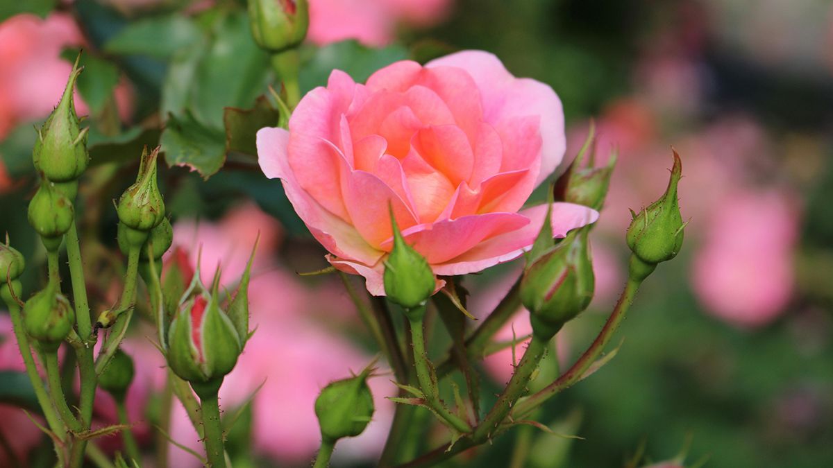 Від іржі троянд можна позбутися Від іржі троянд можна позбутися