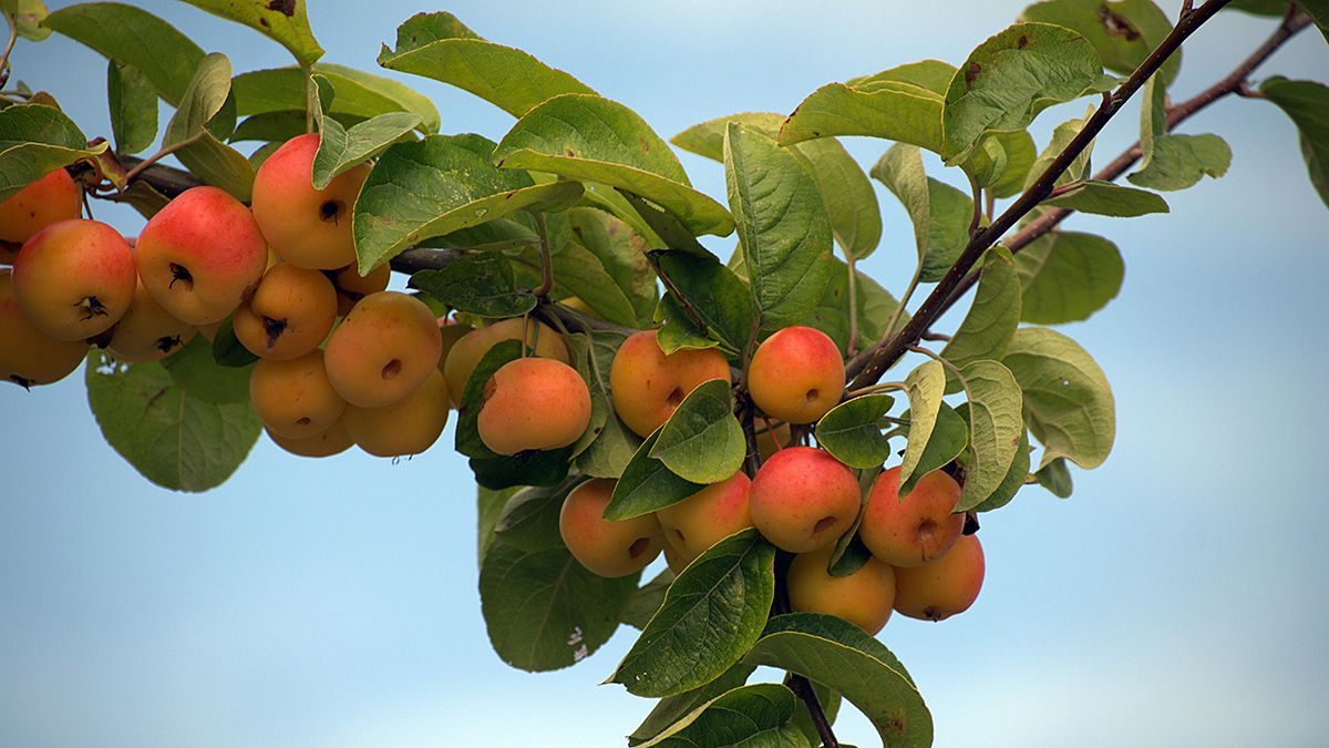 Підживлення для яблуні на літній період Підживлення для яблуні на літній період