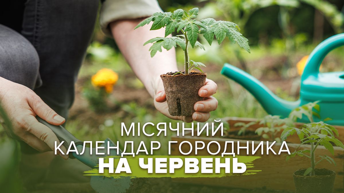 Місячний посівний календар городника на червень 2025 Місячний посівний календар городника на червень 2025