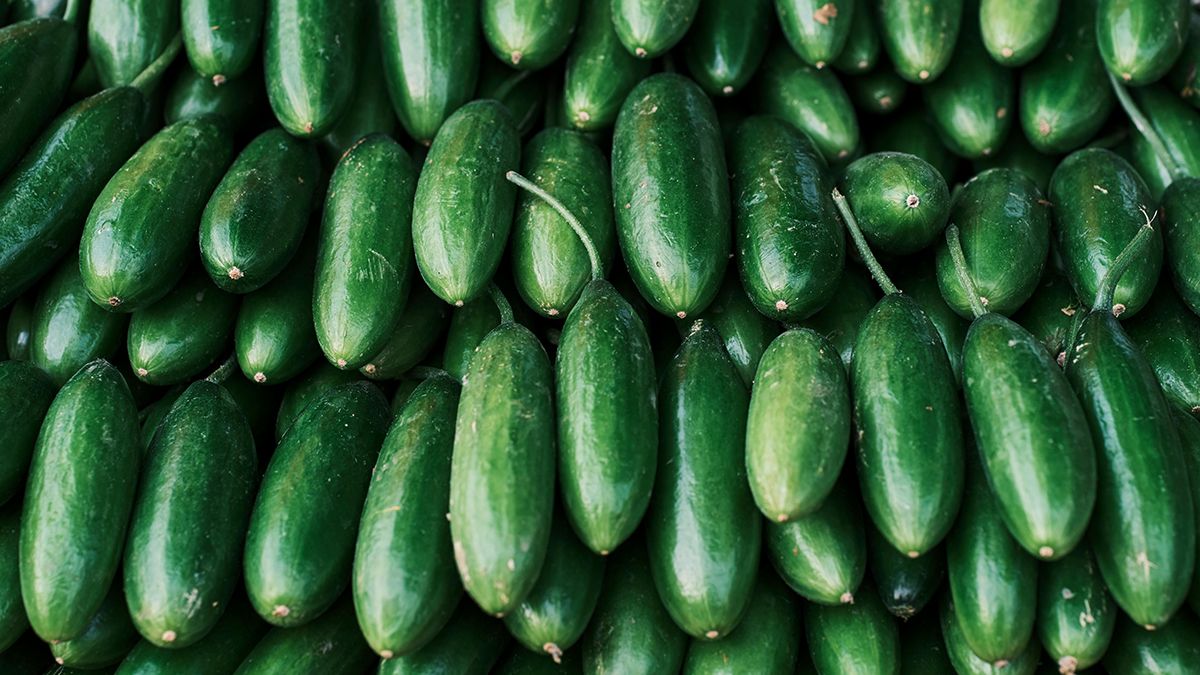 Рыхлить почву огурцов не стоит Рыхлить почву огурцов не стоит