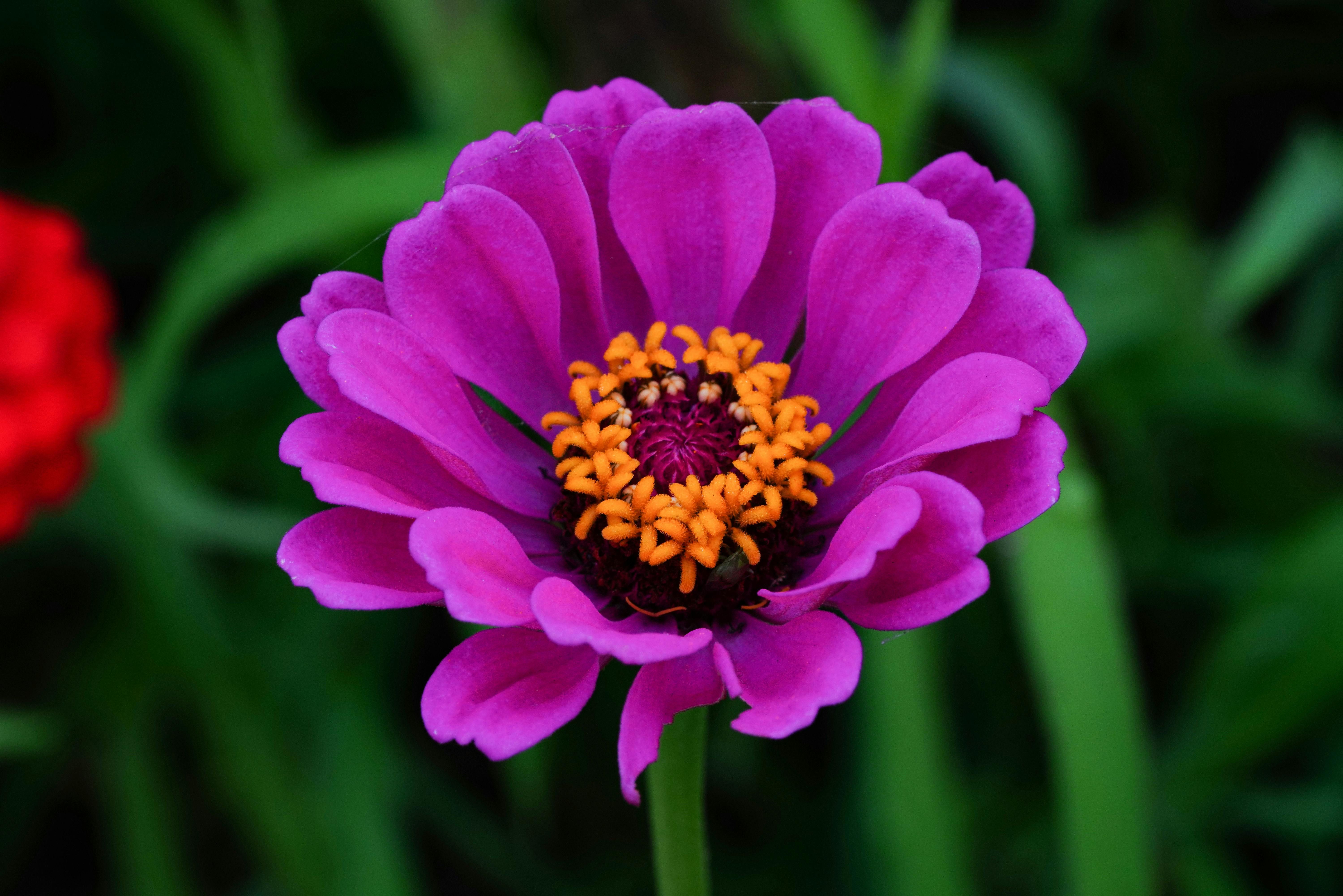 Цинії можуть почати опадати Цинії можуть почати опадати