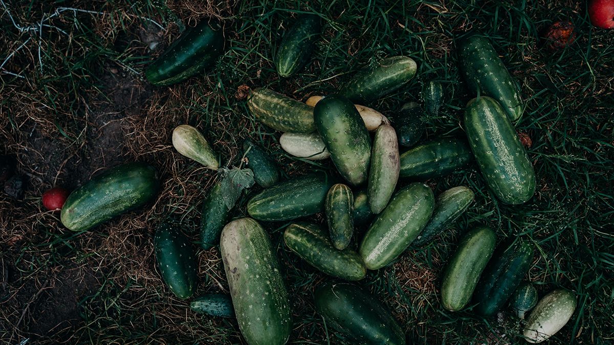 Огірки люблять попіл Огірки люблять попіл