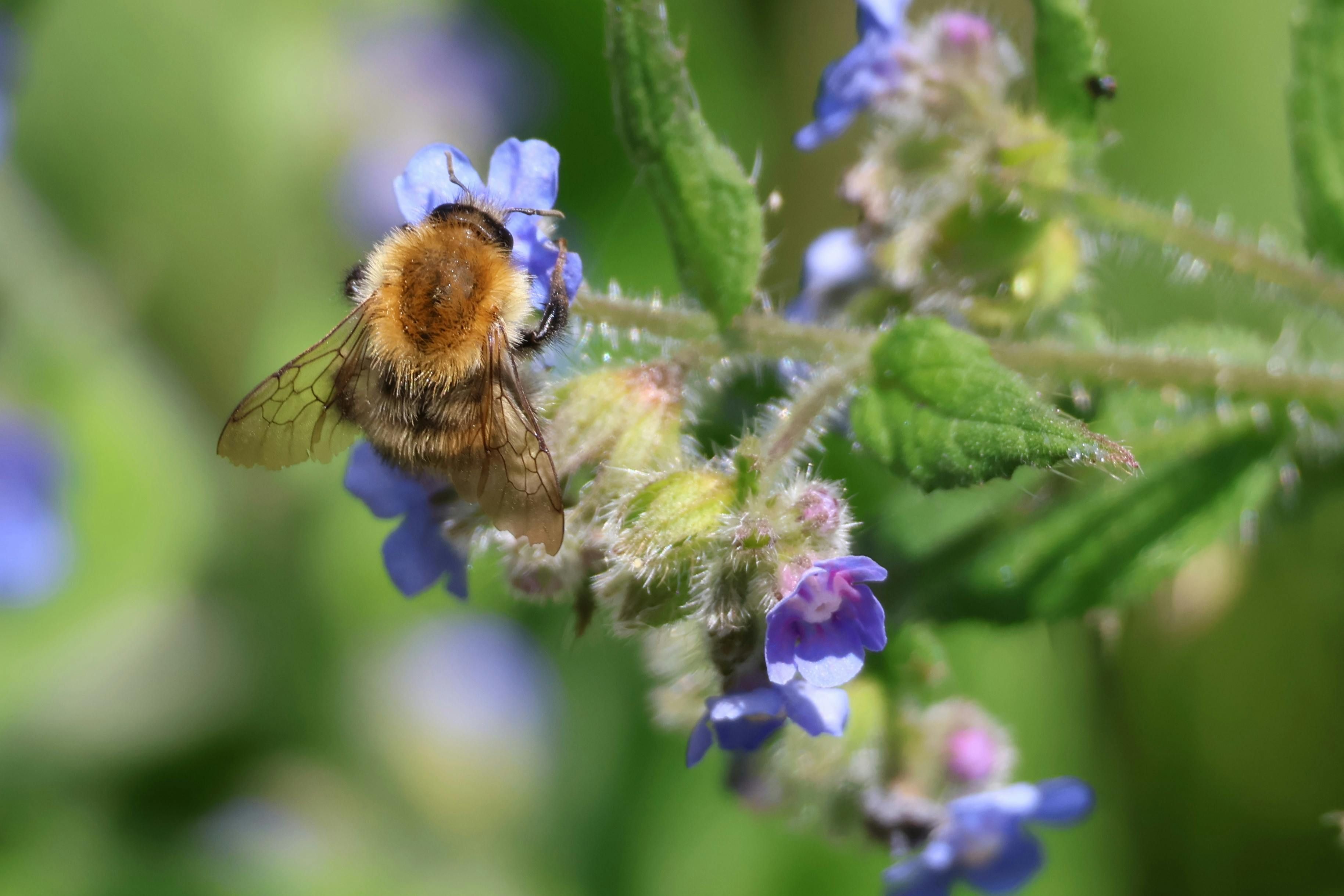 На клумбі варто висадити кілька багаторічників На клумбі варто висадити кілька багаторічників