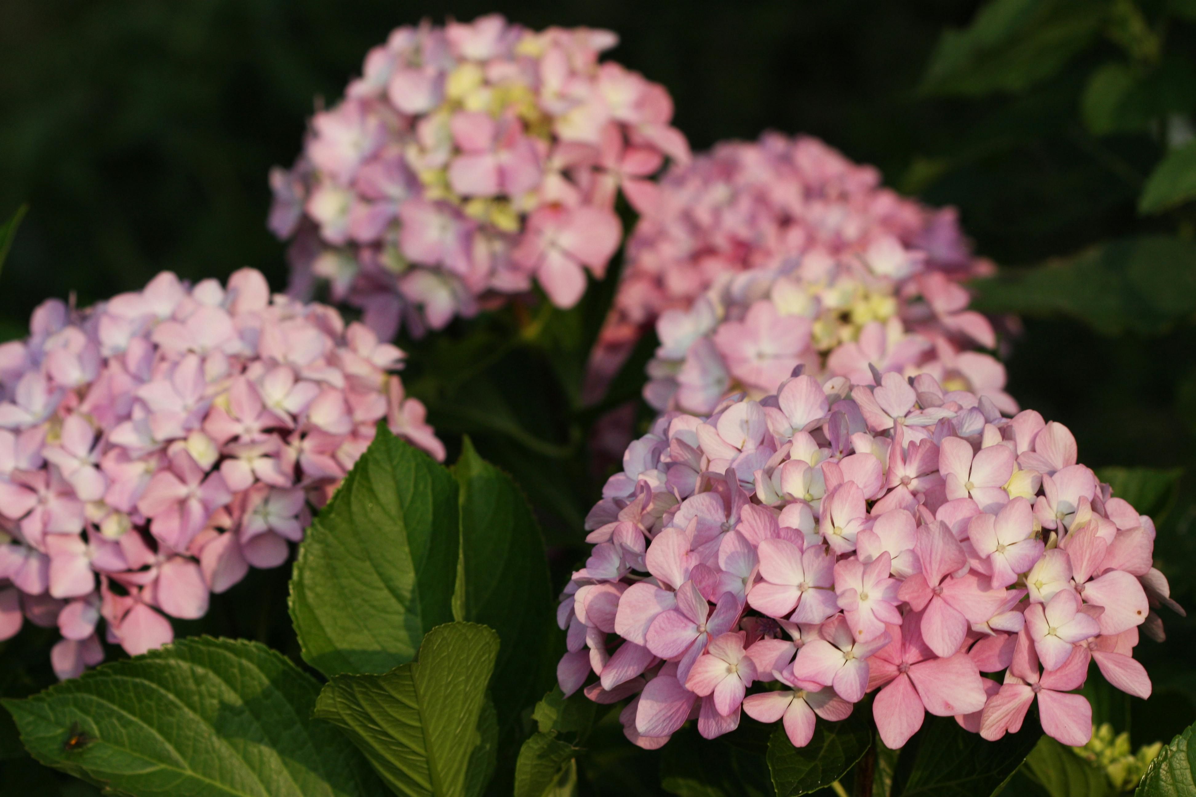 Гортензії не можна садити поряд з деякими рослинами Гортензії не можна садити поряд з деякими рослинами