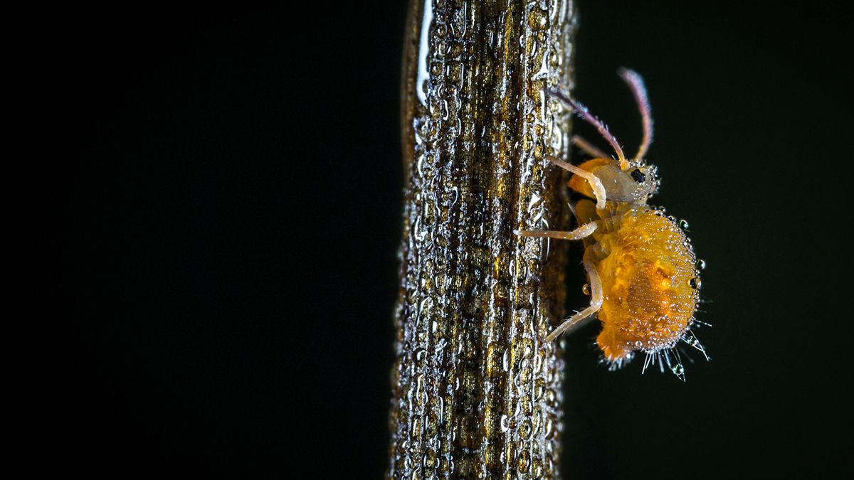 Позбутися від попелиці можна досить просто Позбутися від попелиці можна досить просто