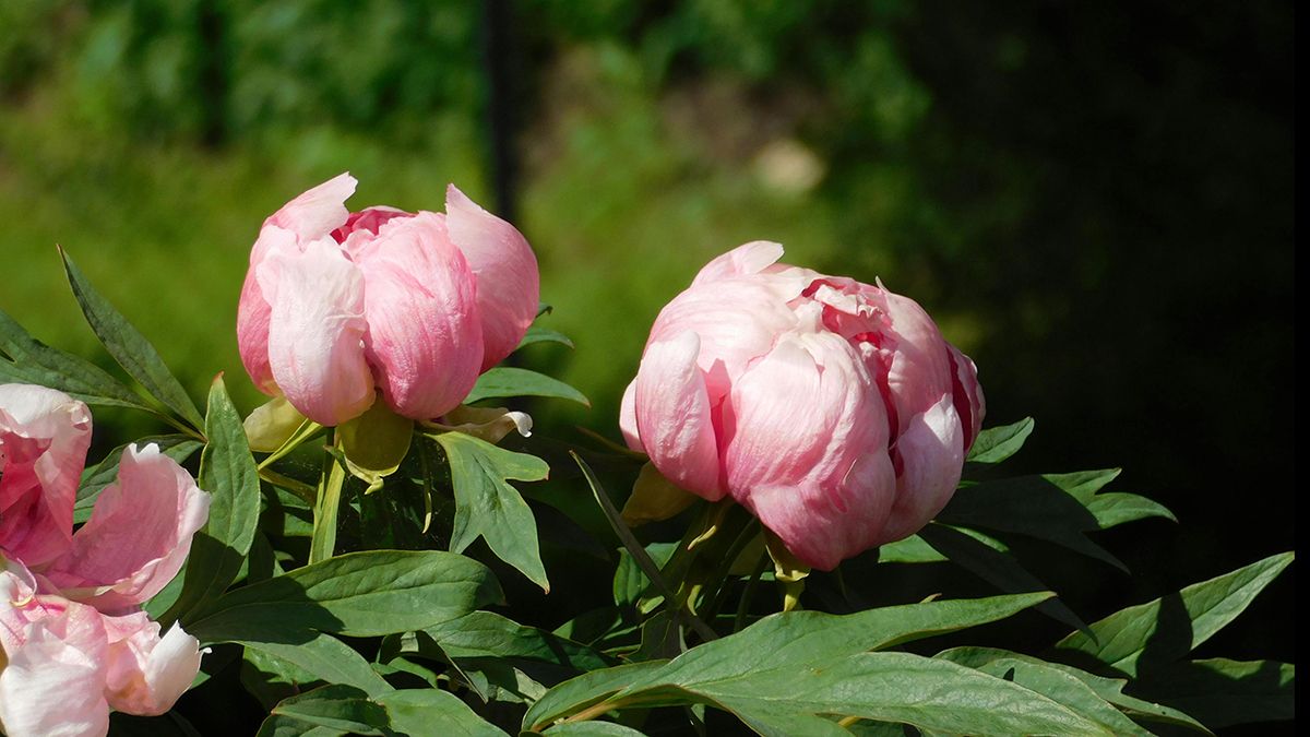 Названо лучшее удобрение для пионов Названо лучшее удобрение для пионов