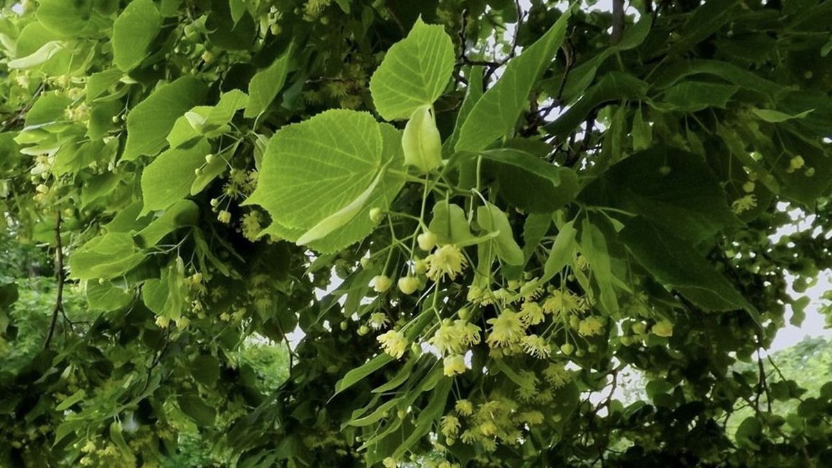 На Зеленые праздники нельзя украшать дом 3 видами деревьев На Зеленые праздники нельзя украшать дом 3 видами деревьев
