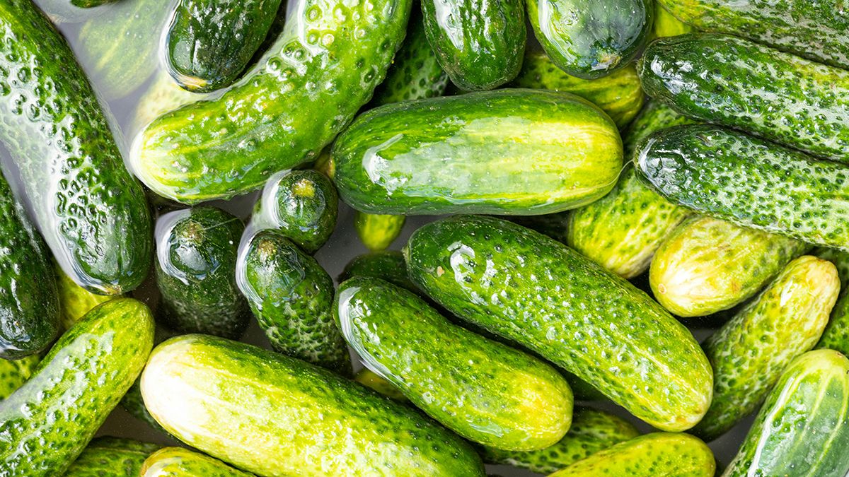 От желтизны огурцов можно избавиться От желтизны огурцов можно избавиться