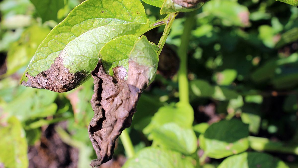 От фитофтороза легко избавиться От фитофтороза легко избавиться