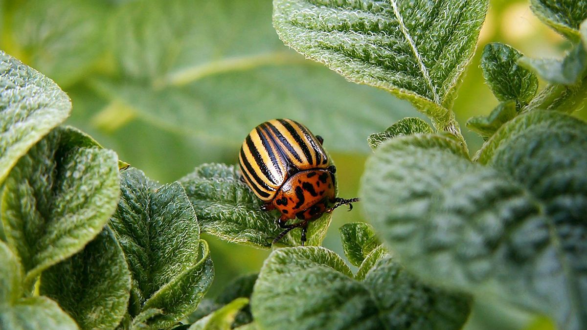 Колорадского жука убивают простые растворы Колорадского жука убивают простые растворы