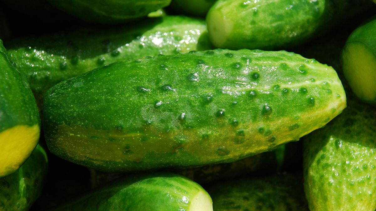 Названа причина горечи огурцов Названа причина горечи огурцов