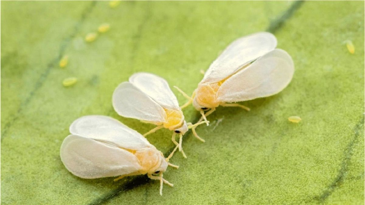 Від білокрилки допоможе позбутися копійчаний засіб Від білокрилки допоможе позбутися копійчаний засіб