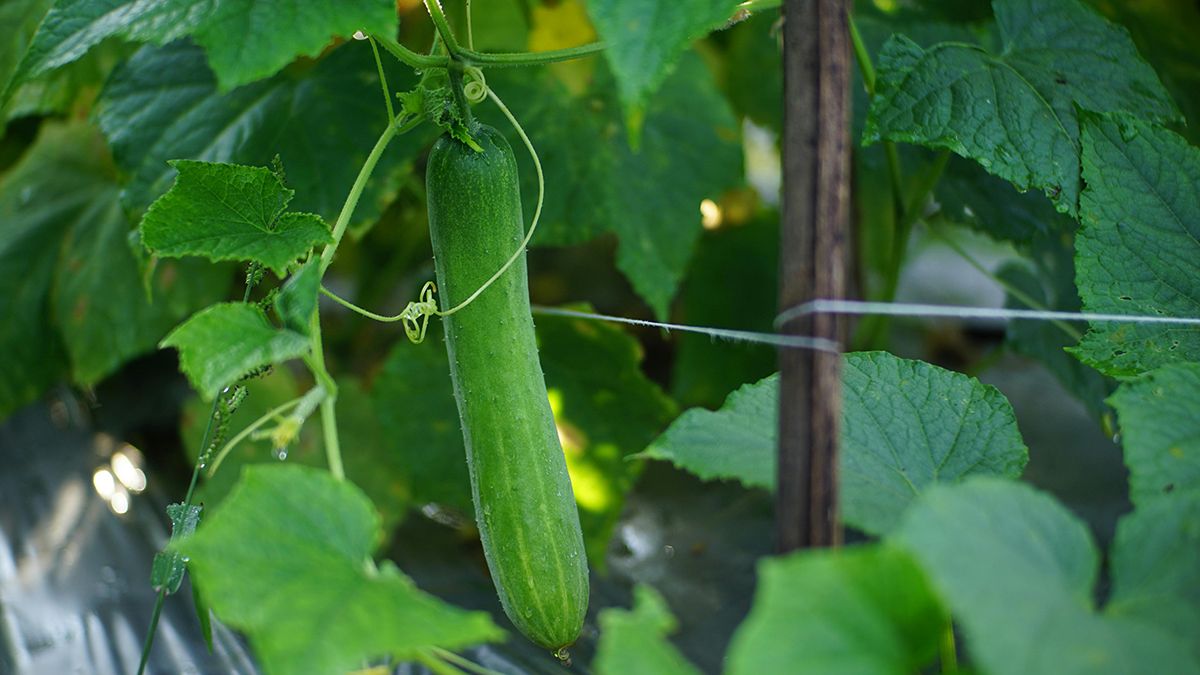 Від пустоти огірків допоможе одне добриво Від пустоти огірків допоможе одне добриво