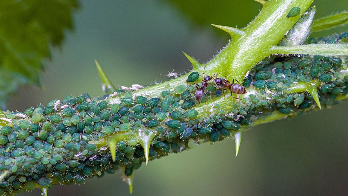 Народні методи, які позбавлять від попелиці Народні методи, які позбавлять від попелиці