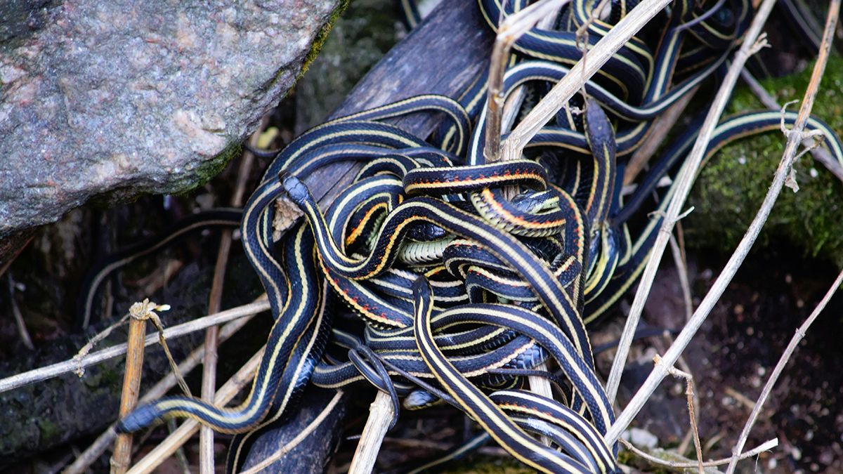 Вывести змей с участка очень просто Вывести змей с участка очень просто