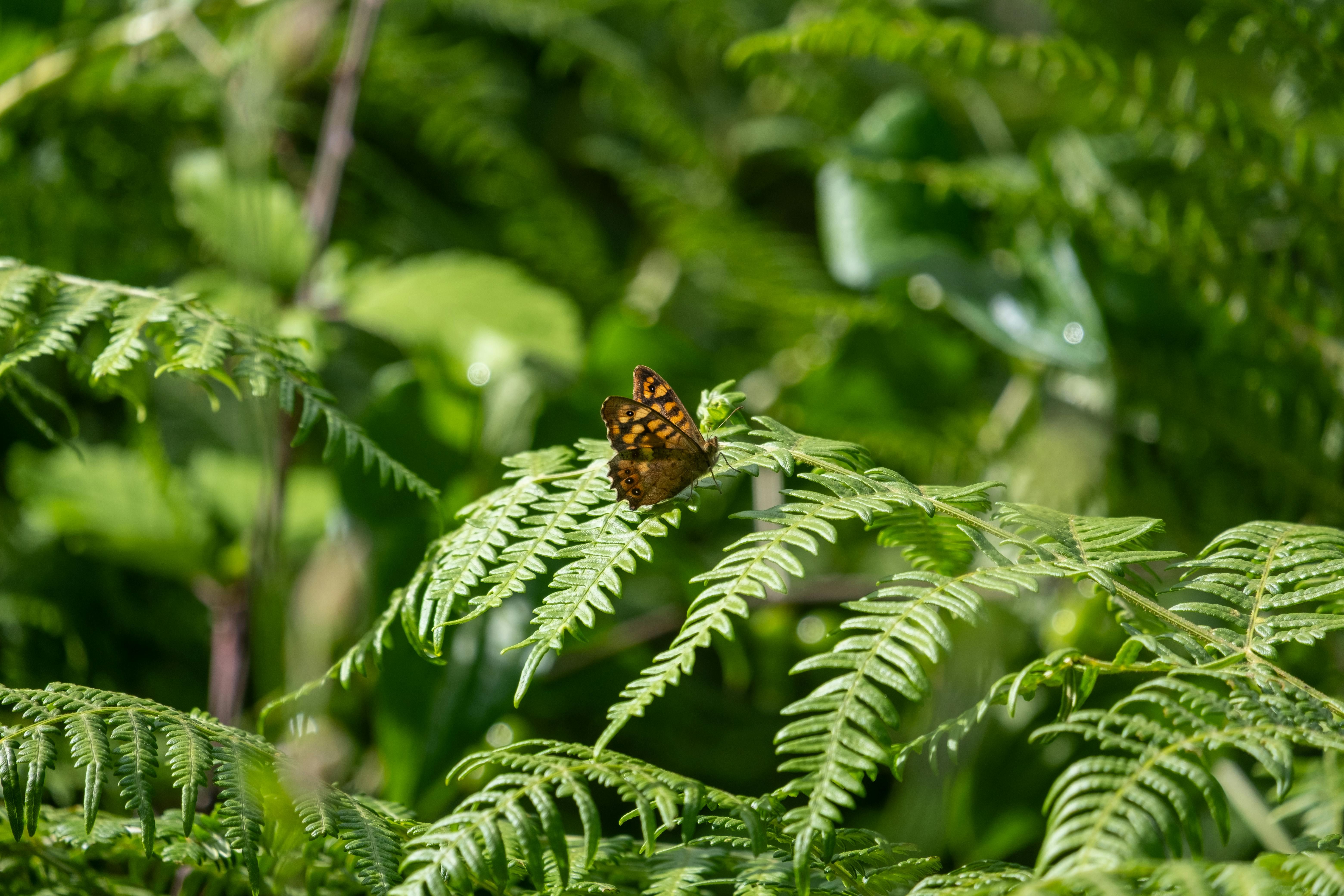 Деякі рослини притягують кліщів Деякі рослини притягують кліщів