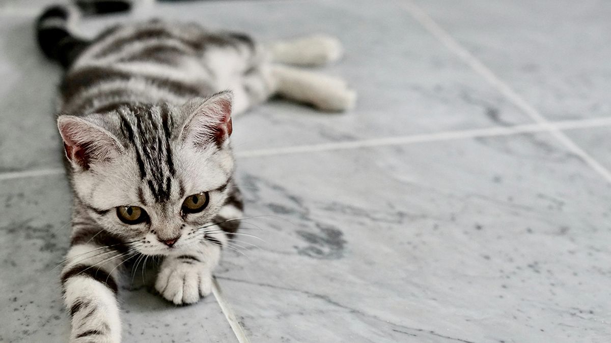 Советы, которые уберегут домашнего питомца от жары