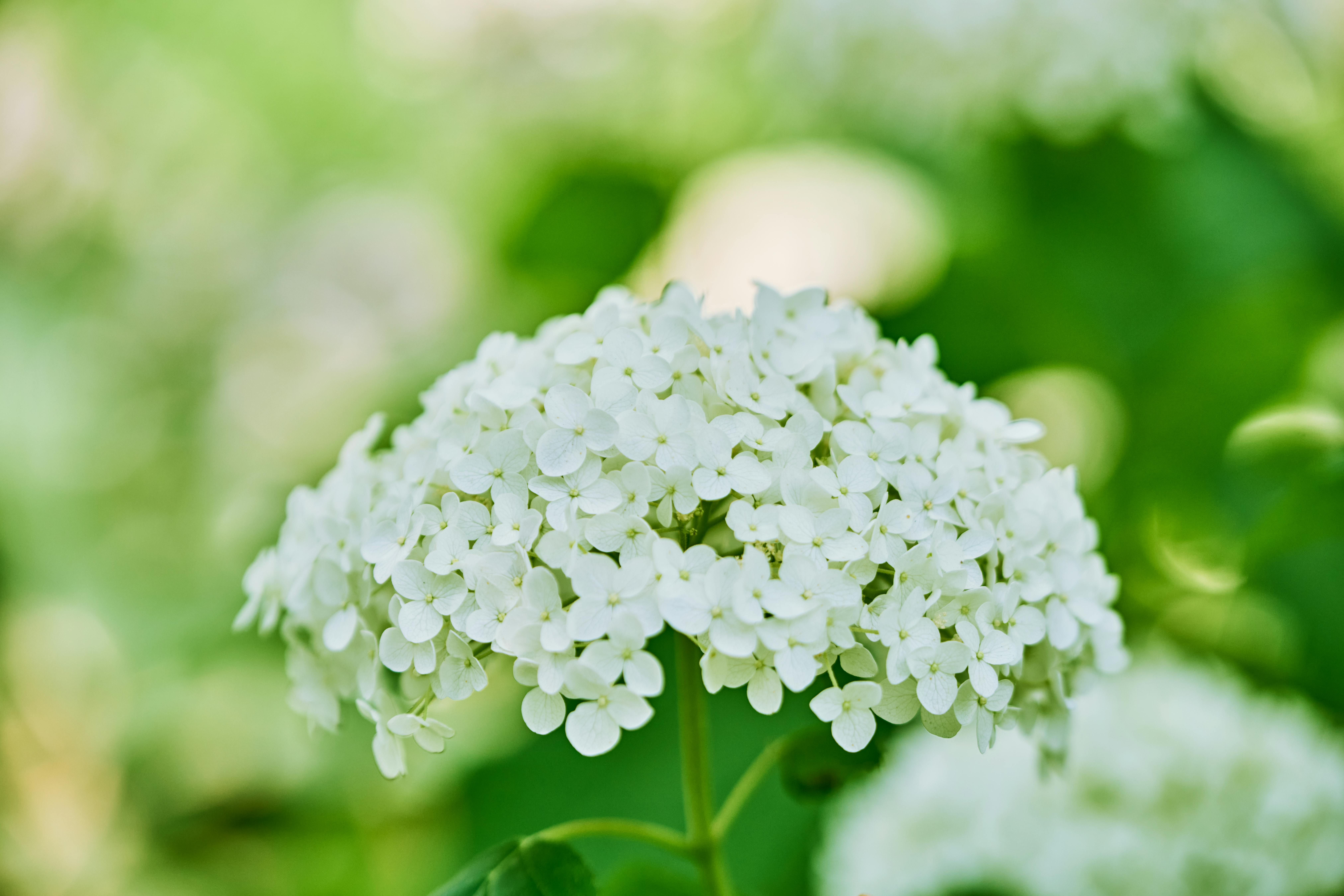 Гортензії не можна садити у кількох місцях Гортензії не можна садити у кількох місцях