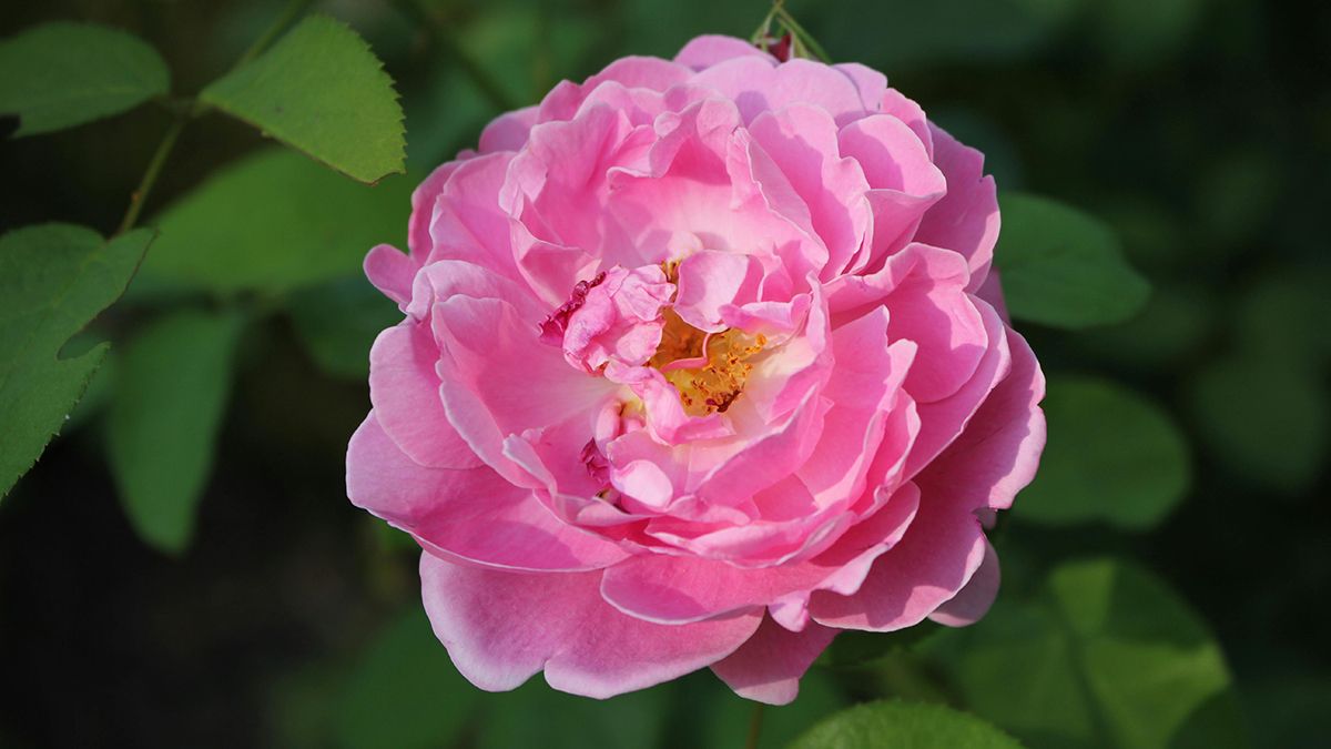 У червні потрібно обрізати троянди У червні потрібно обрізати троянди