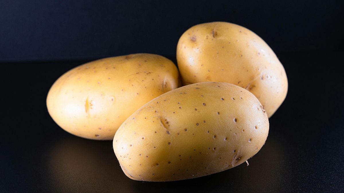 Созревание картофеля можно ускорить Созревание картофеля можно ускорить