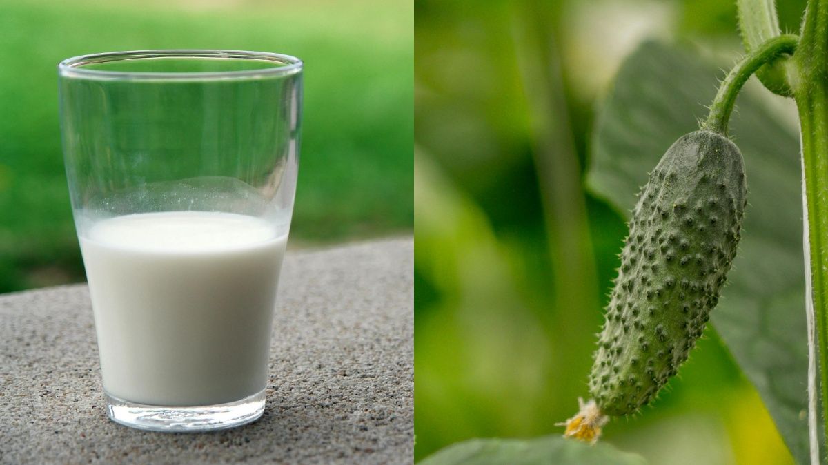 Молоко покращує ріст огірків Молоко покращує ріст огірків