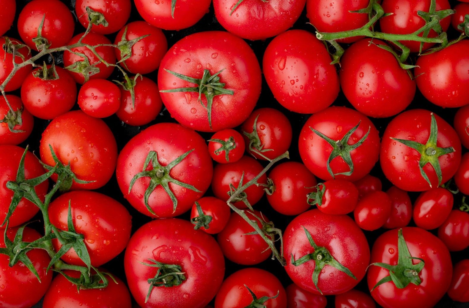 Народні засоби від фітофтори Народні засоби від фітофтори