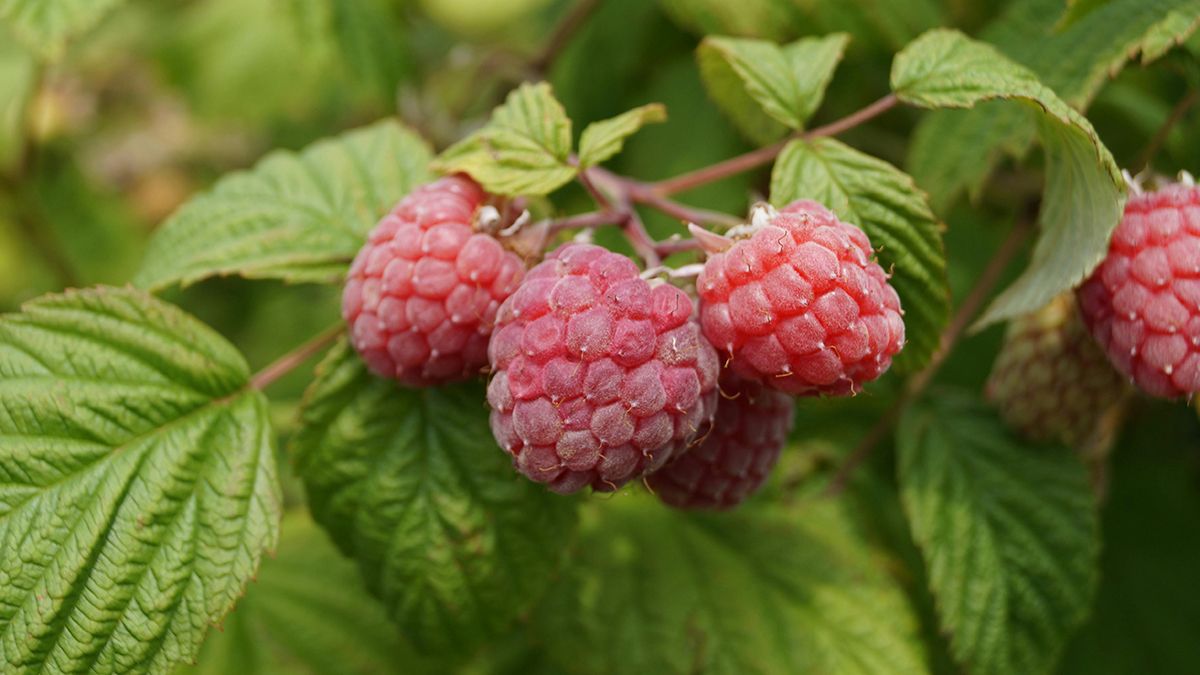 Уход за малиной после плодоношения Уход за малиной после плодоношения