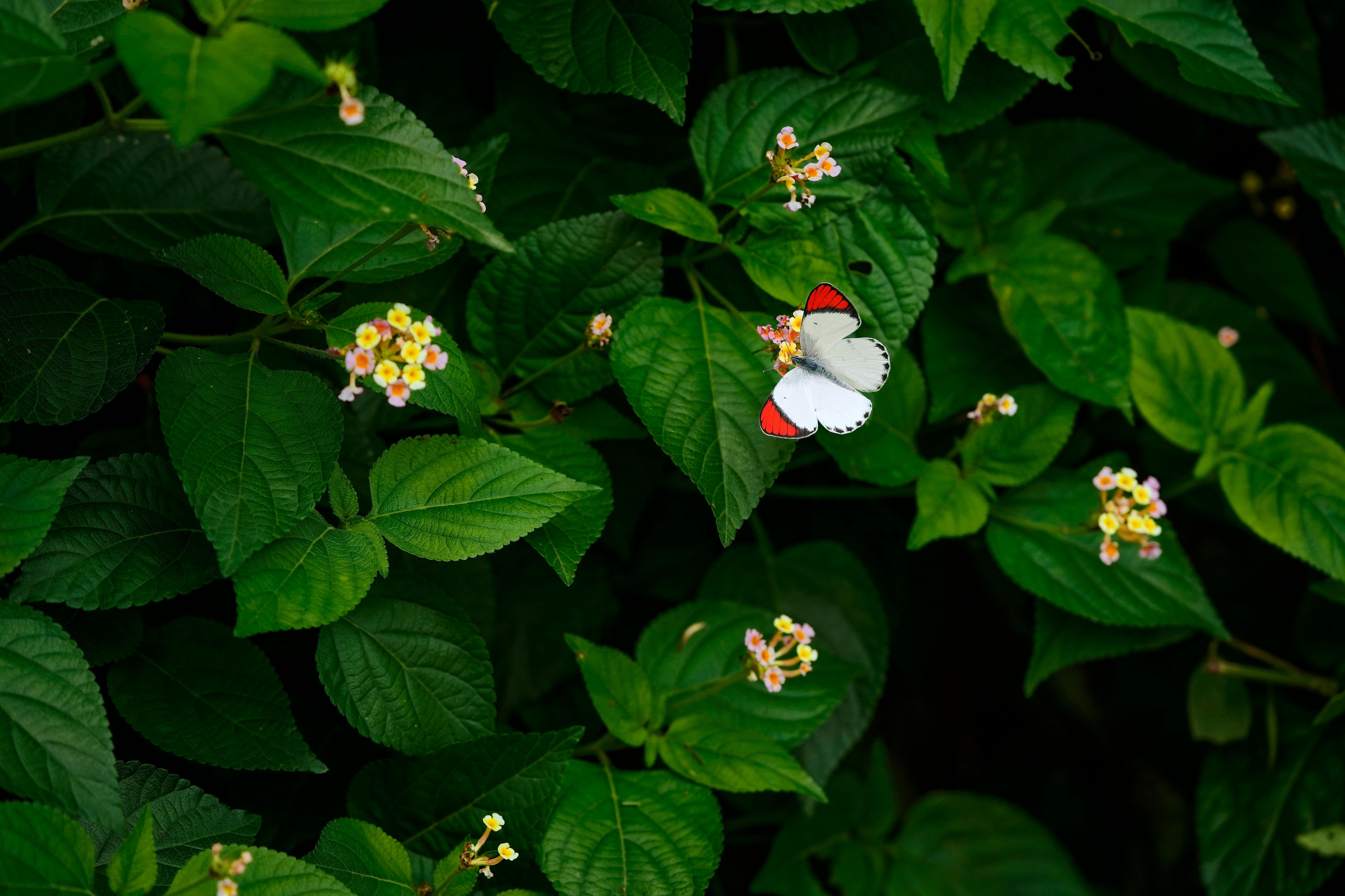 Деякі рослини притягують шкідників Деякі рослини притягують шкідників