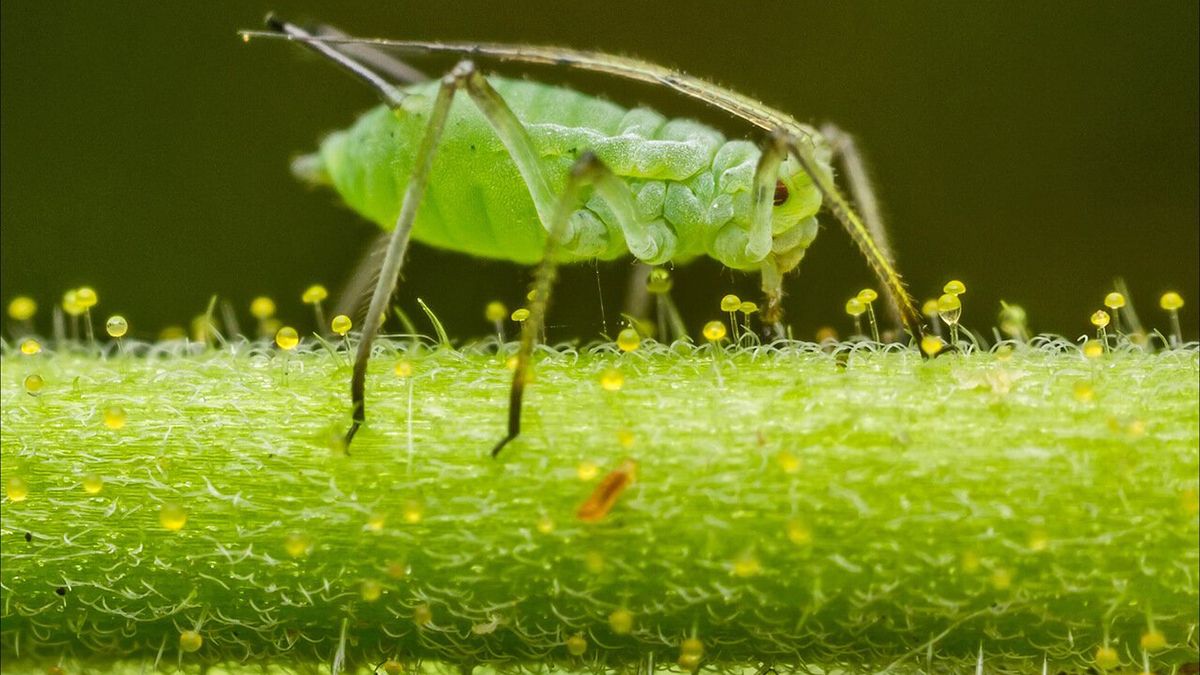 Попелицю можна швидко вивести з городу Попелицю можна швидко вивести з городу