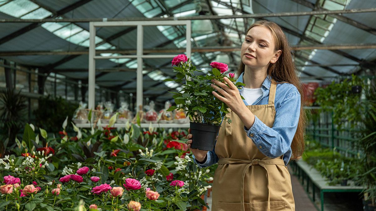 Подкормка для роз в июле Подкормка для роз в июле
