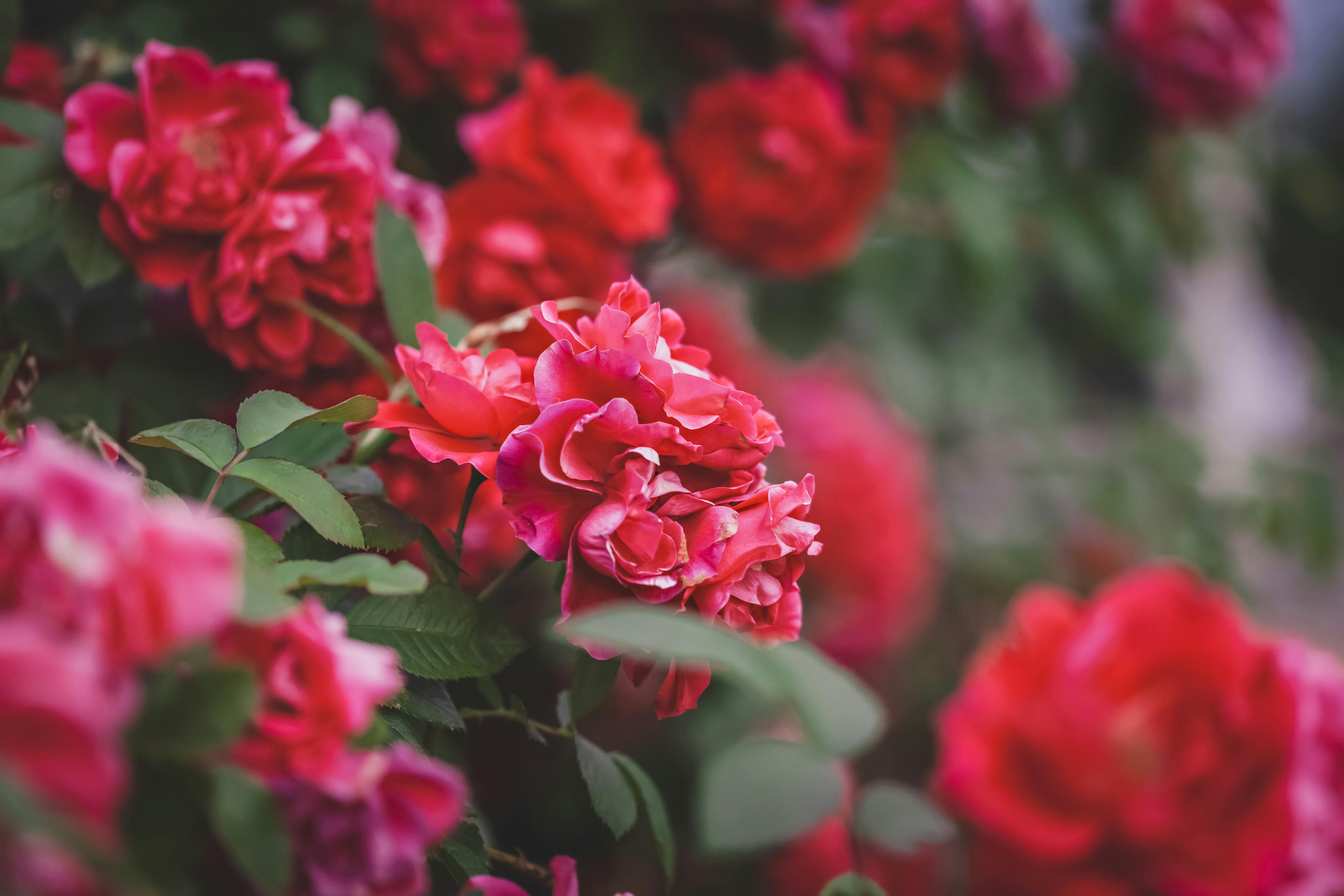 Некоторые растения могут цвести несколько раз Некоторые растения могут цвести несколько раз