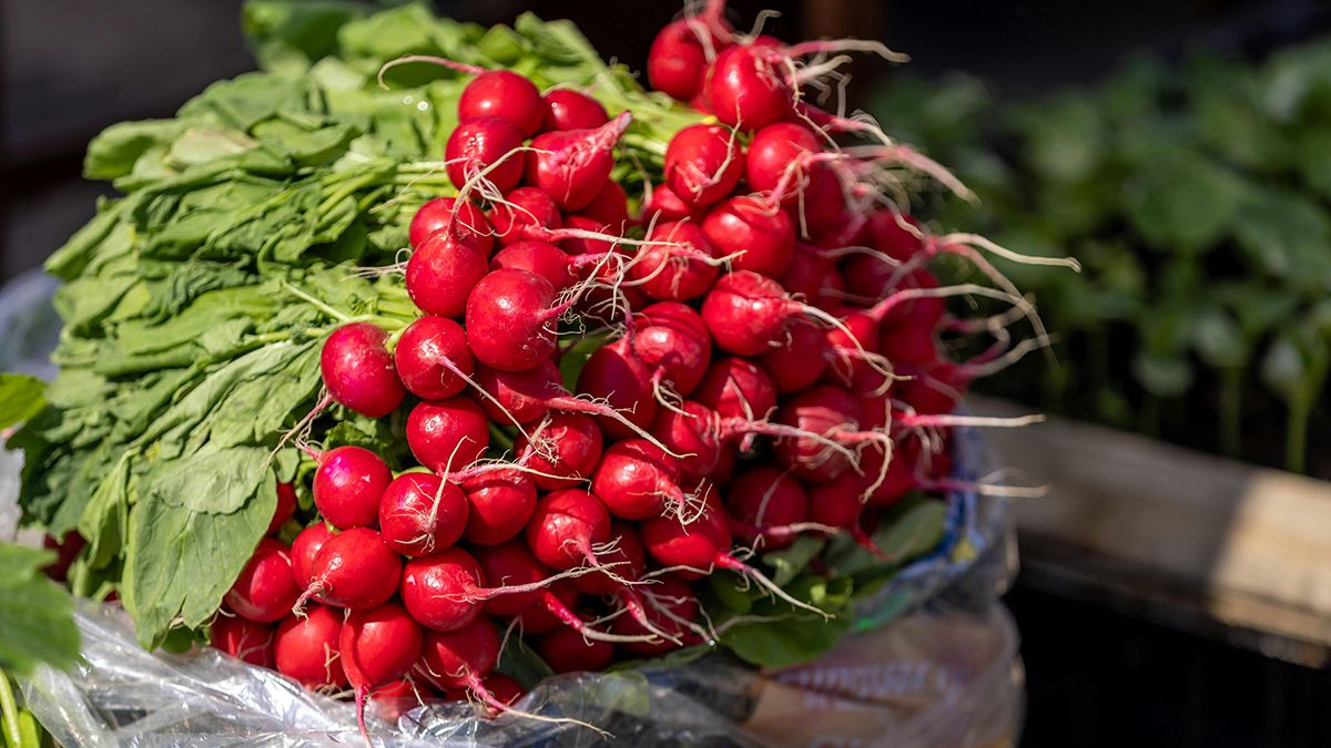 Коли сіяти редиску, щоб зібрати урожай повторно Коли сіяти редиску, щоб зібрати урожай повторно