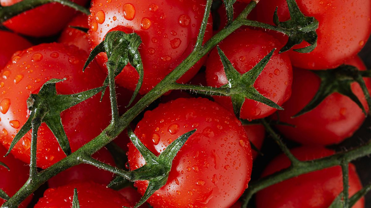 Июльская подкормка для помидоров в июле Июльская подкормка для помидоров в июле