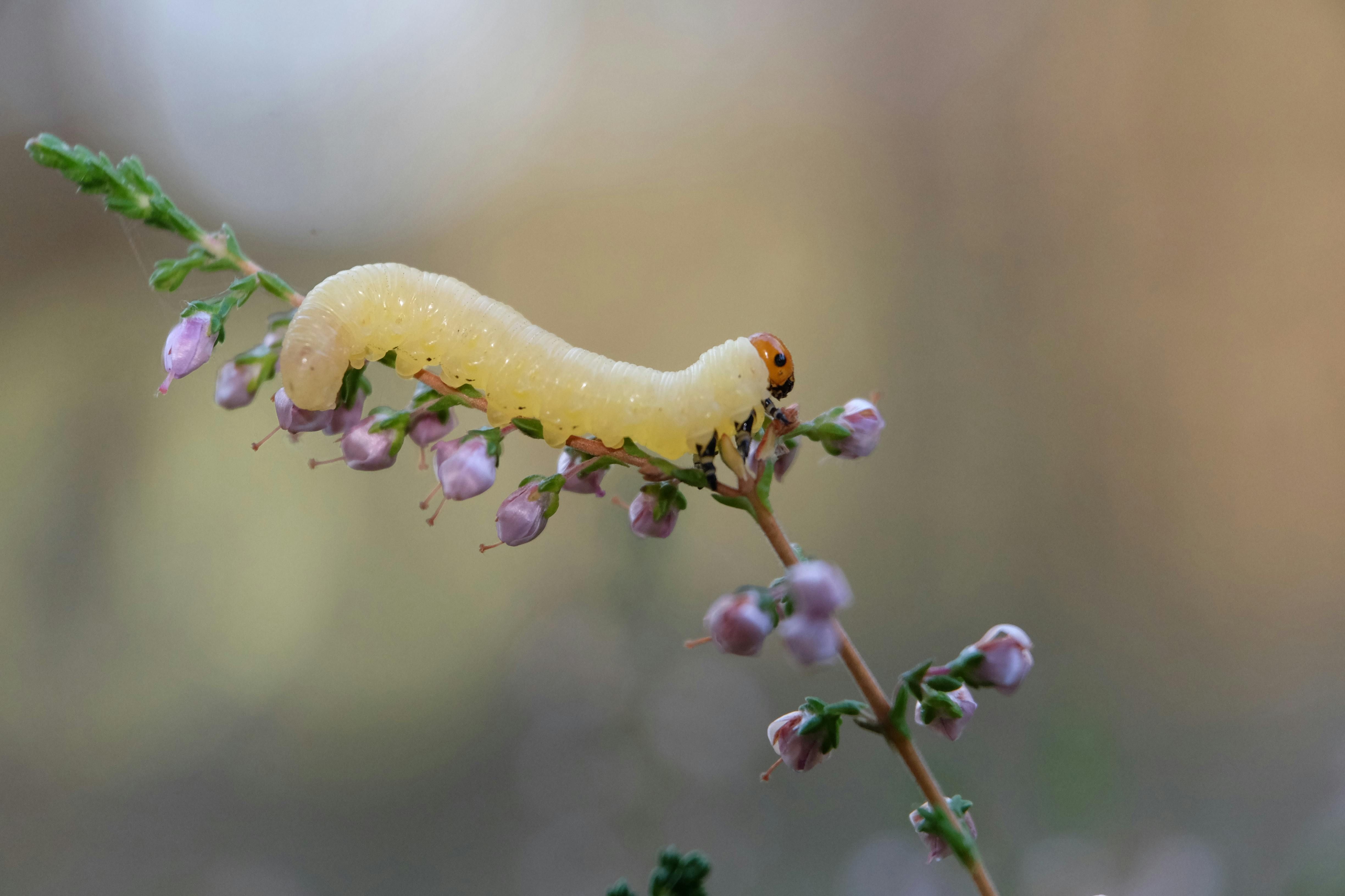 Вивести личинок хруща з городу можна дуже просто Вивести личинок хруща з городу можна дуже просто