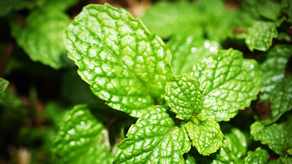 М'ята сильно розростається на городі М'ята сильно розростається на городі