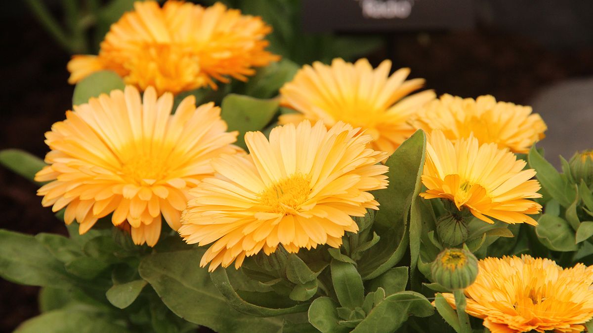 Календула отпугивает тлю Календула отпугивает тлю