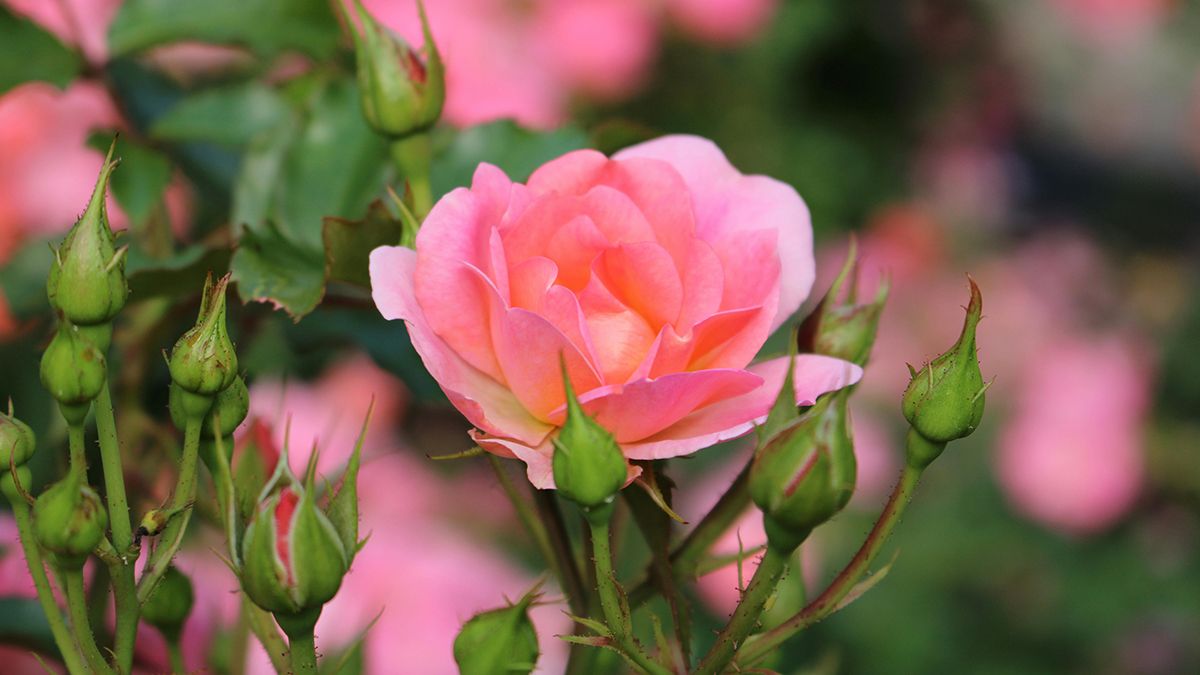 Причины опадения листьев Причины опадения листьев