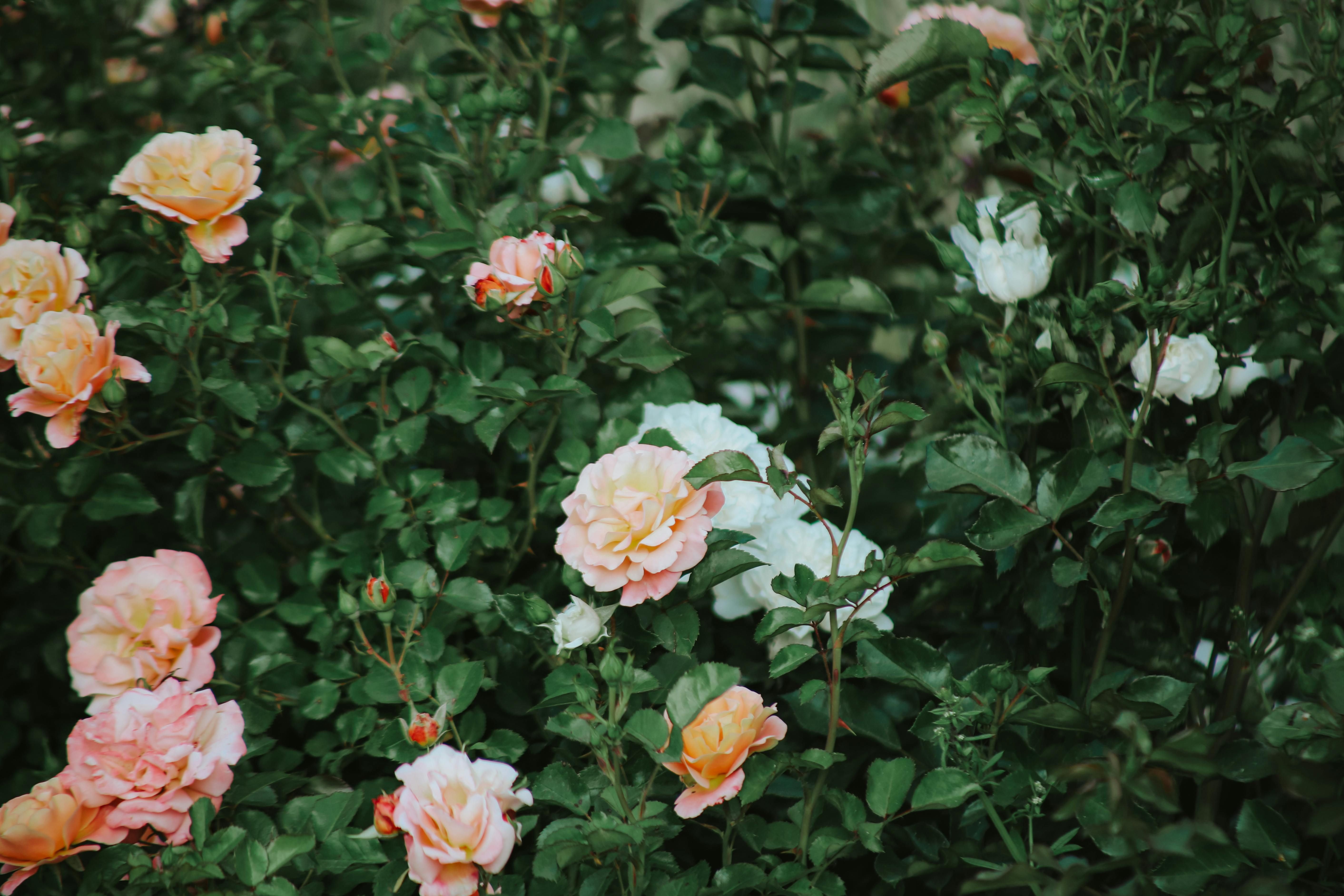 Черной пятнистости на розах можно избежать черной пятнистости на розах Черной пятнистости на розах можно избежать черной пятнистости на розах