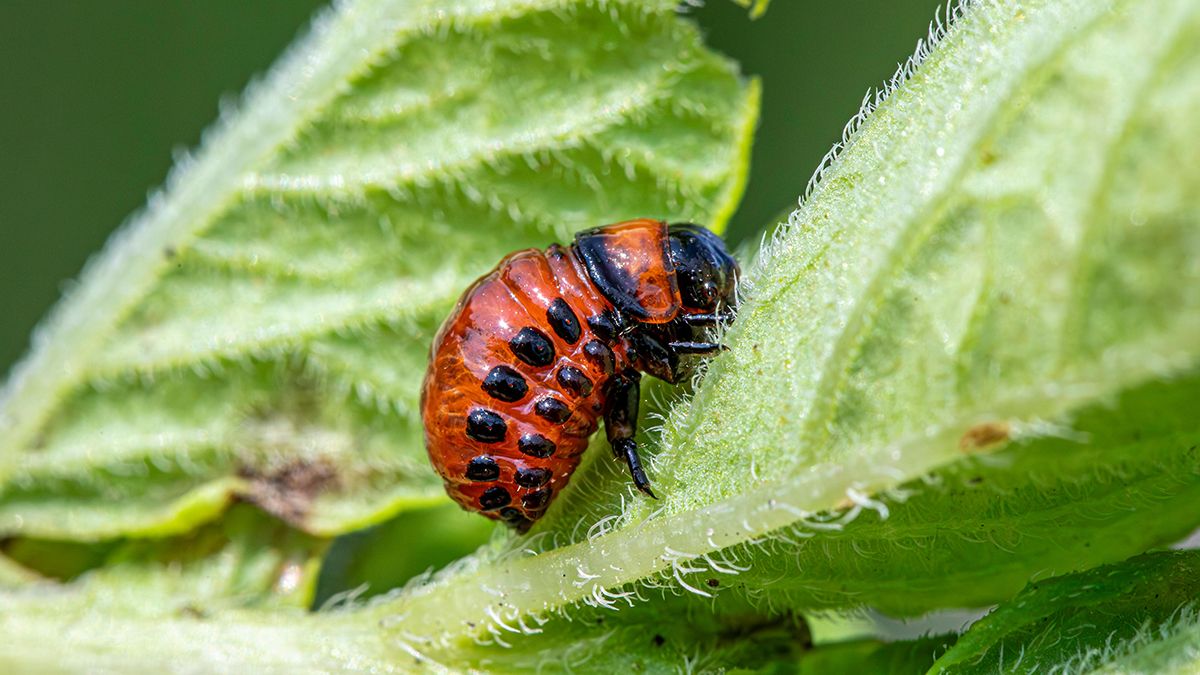 Советы, которые выведут колорадских жуков Советы, которые выведут колорадских жуков