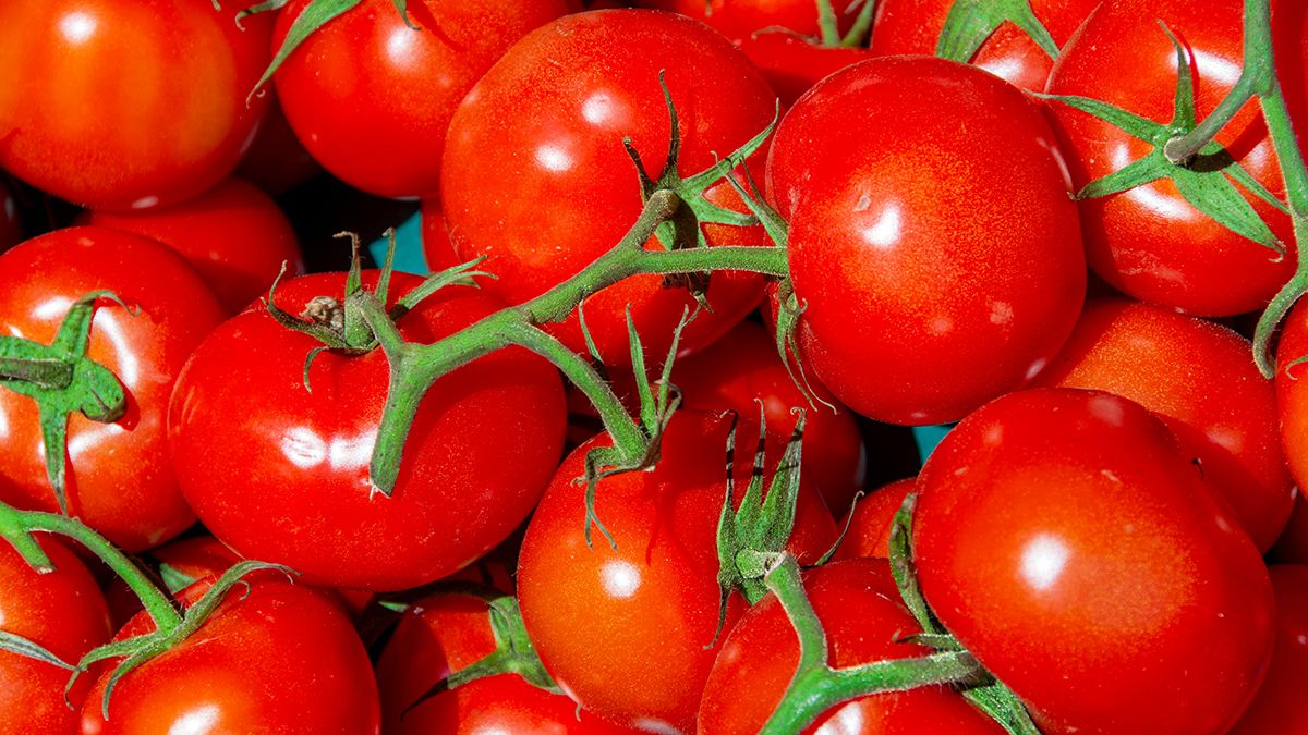 Подкормки для помидоров в июле Подкормки для помидоров в июле