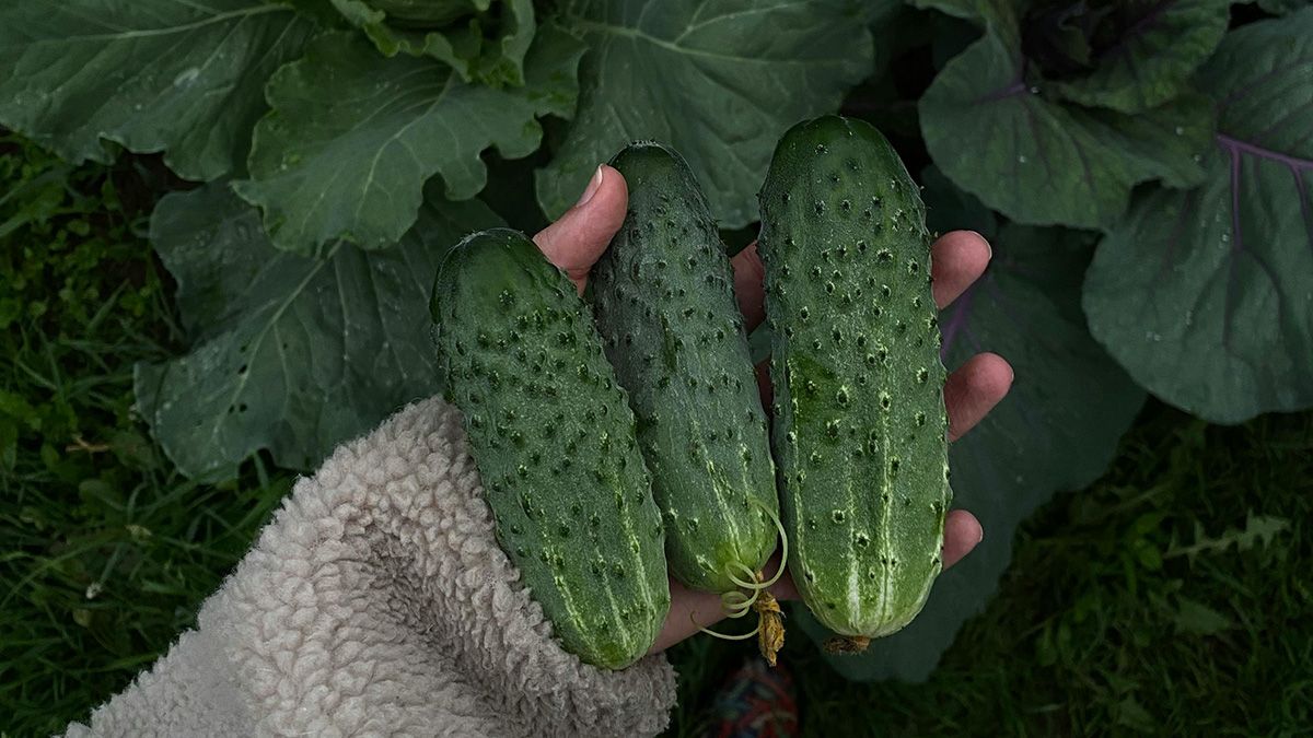 Удобрение улучшит рост огурцов Удобрение улучшит рост огурцов