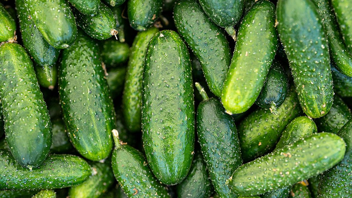 Дріжджове підживлення для огірків Дріжджове підживлення для огірків